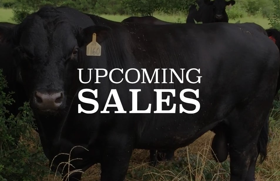 upcoming sales